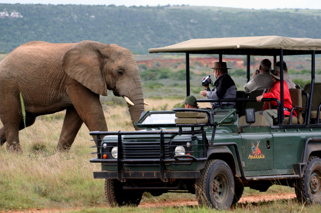 tourist visa safari